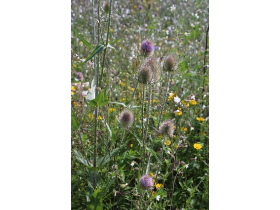 Projekt "Bunte Biomasse" - Wildblumen auf dem Feld von Landwirt Richard Schulte © Foto Kreis Paderborn